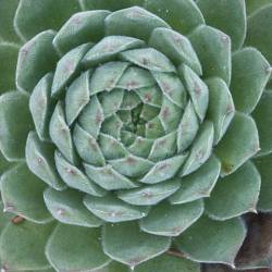 Sempervivum - Dachwurz - Hauswurz